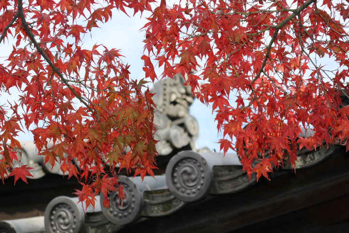 京都　東福寺　紅葉_f0334143_191464.jpg