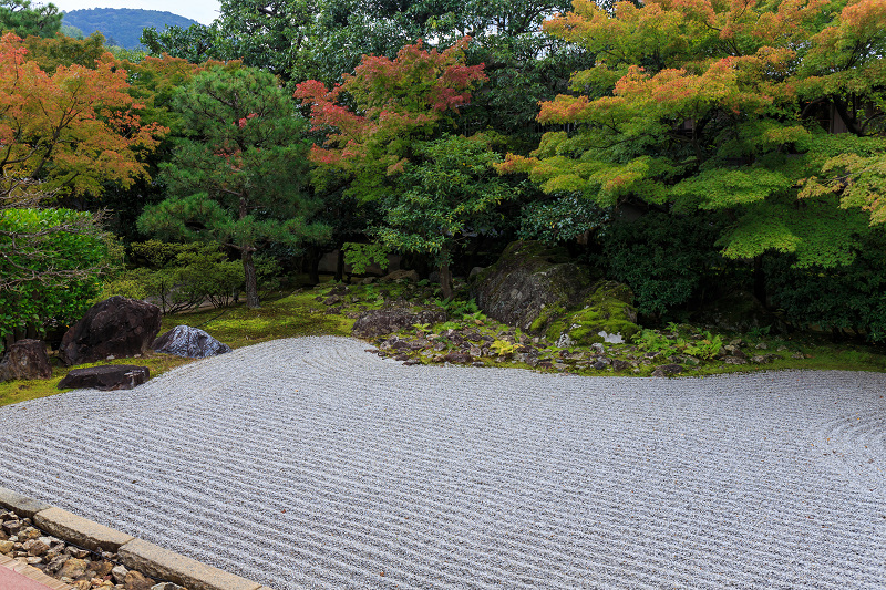 ツワブキ咲く圓徳院_f0155048_22373968.jpg