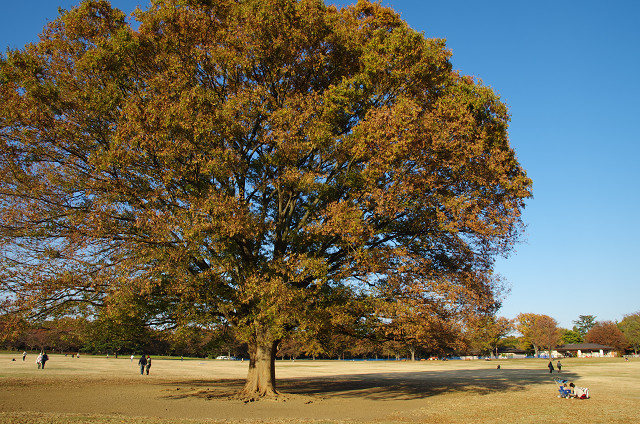 c0080357_11585599.jpg