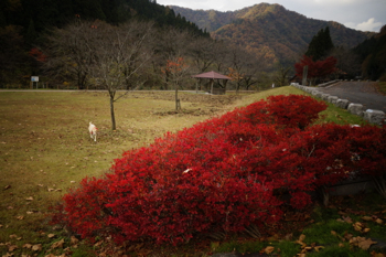 荒俣峡の紅葉_d0238057_17163919.jpg