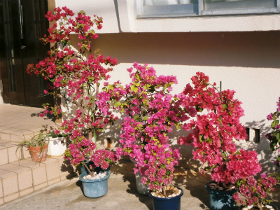 c0180460_1738279.jpg