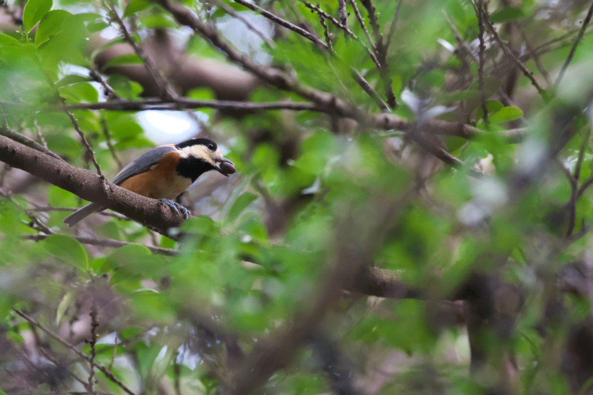 秋深し　ヤマガラ（山雀）_a0083081_16413455.jpg