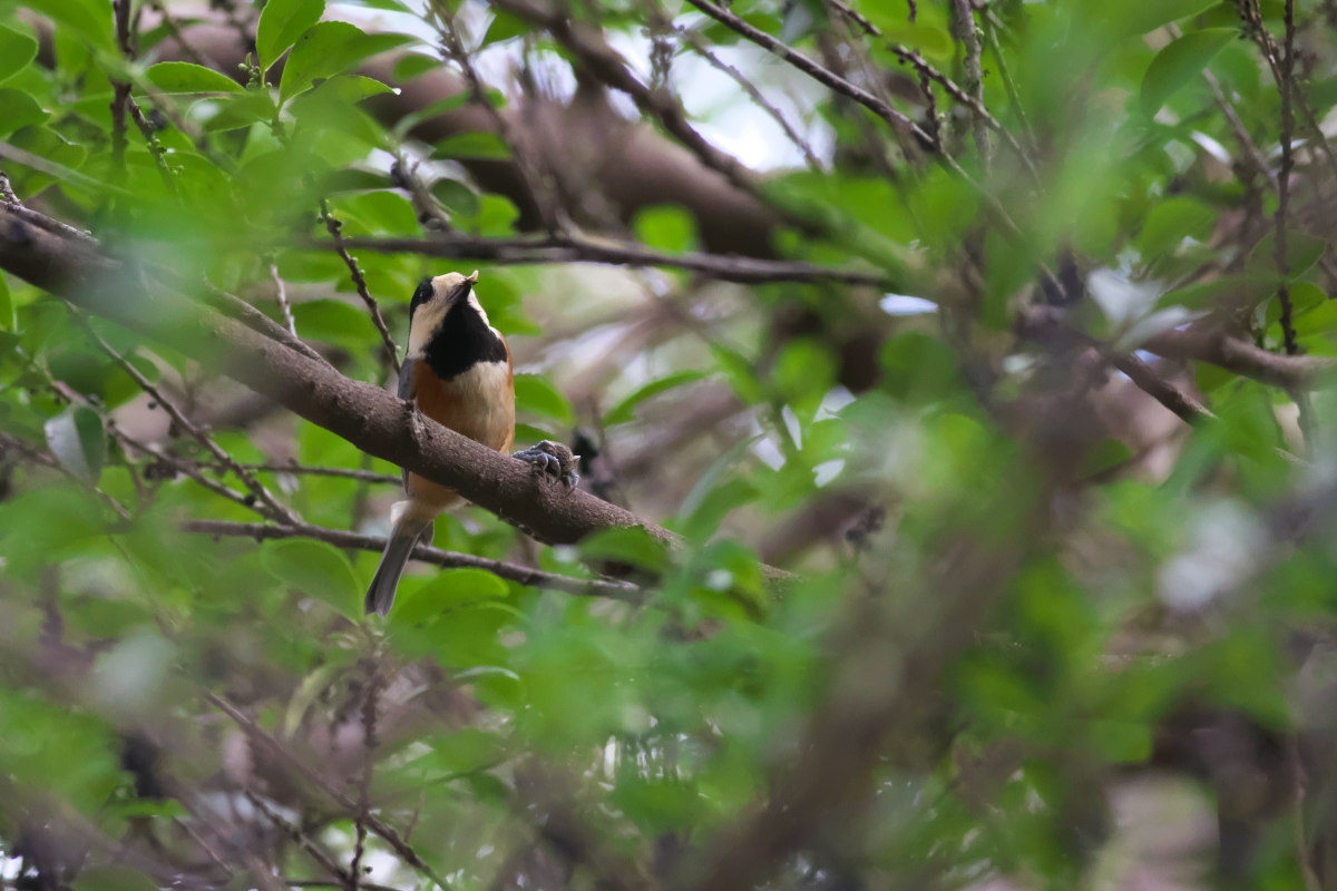 秋深し　ヤマガラ（山雀）_a0083081_1644234.jpg