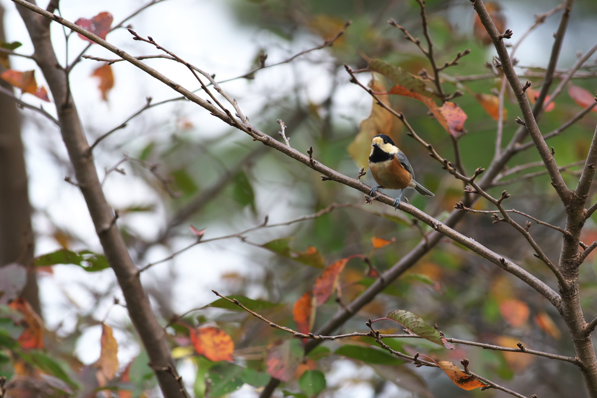 秋深し　ヤマガラ（山雀）_a0083081_16445141.jpg