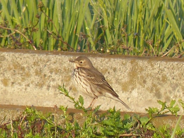 イルミネーションと鳥など。_f0357487_21341767.jpg