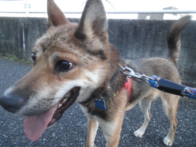 参加犬のご紹介（2014年11月開催）_b0181097_2034485.jpg