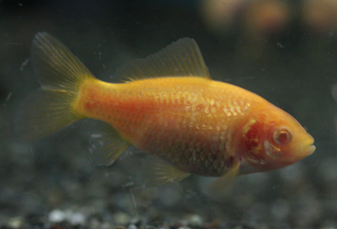 目が赤いんだぜぇ ビーボックスアクアリウム 熱帯魚情報 目が赤いんだぜぇ ビーボックスアクアリウム 熱帯魚情報