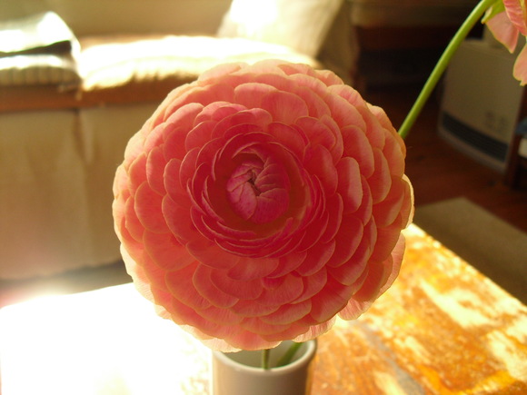 a0200902_17505691.jpg