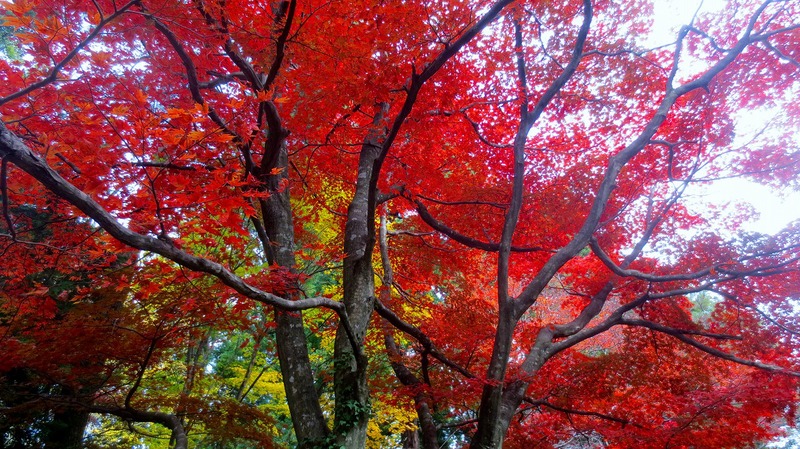 春日山神社紅葉まっ盛り_b0163804_13505581.jpg