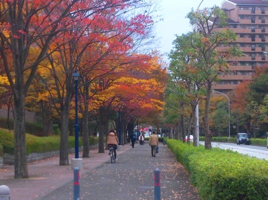 横浜市泉区緑園の紅葉(2014.11.20)_e0245404_16273948.jpg