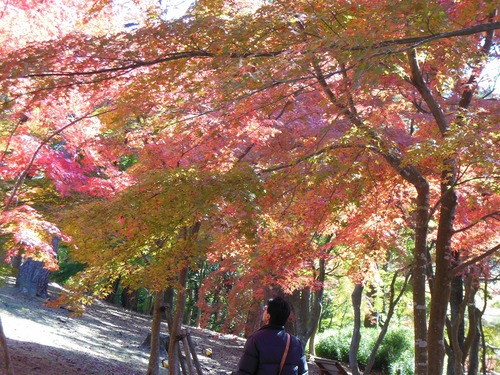 虹の郷　紅葉_e0238112_16323121.jpg