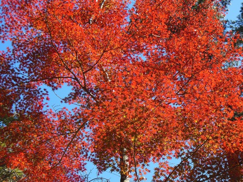 虹の郷　紅葉_e0238112_16335995.jpg