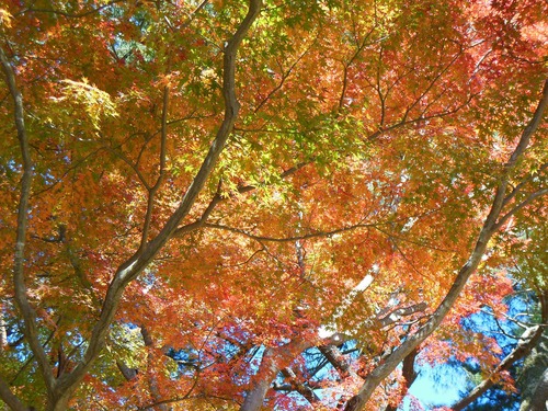 虹の郷　紅葉_e0238112_1641023.jpg