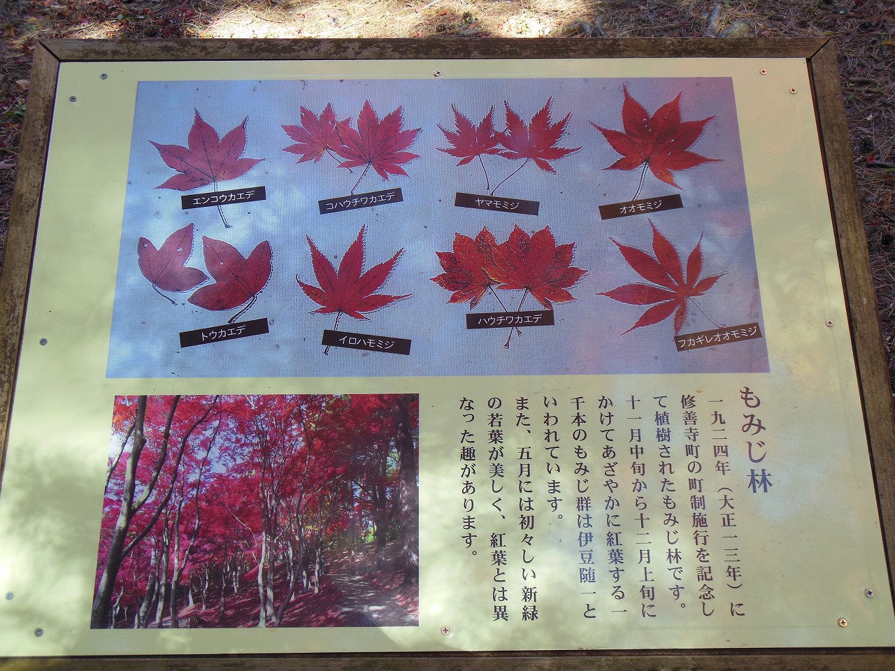 虹の郷　紅葉_e0238112_16423373.jpg