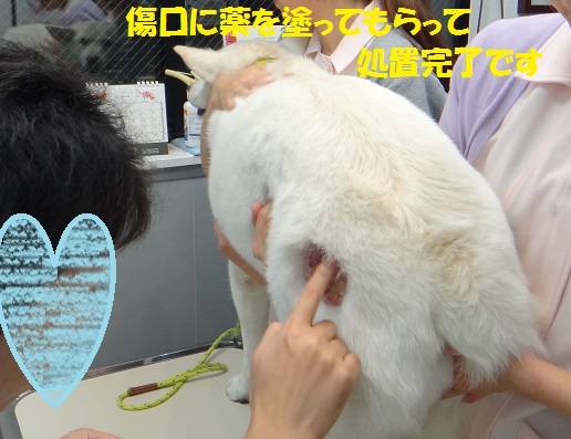 恐るべし ホットスポット もももの部屋 怖がりで攻撃性の高い秋田犬のタイガ 老犬 雑種のベスの共同生活 保護活動の記録です 時々お空のモカも登場 恐るべし ホットスポット もももの部屋 怖がりで攻撃性の高い秋田犬のタイガ 老犬 雑種のベスの共同生活 保護活動の記録です 時々お空のモカも登場