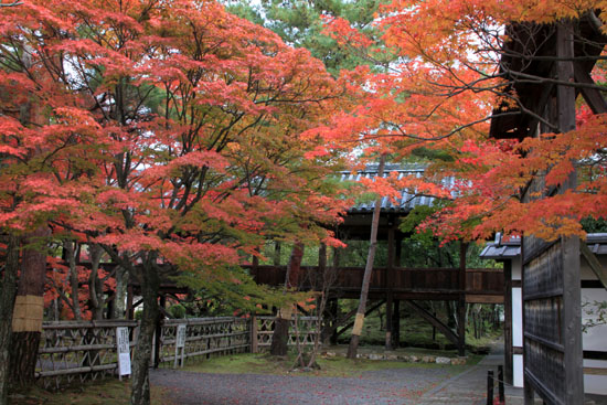 14紅葉めぐり22 清涼寺_e0048413_22213388.jpg