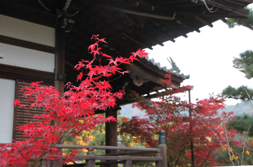14紅葉めぐり22 清涼寺_e0048413_22224972.jpg
