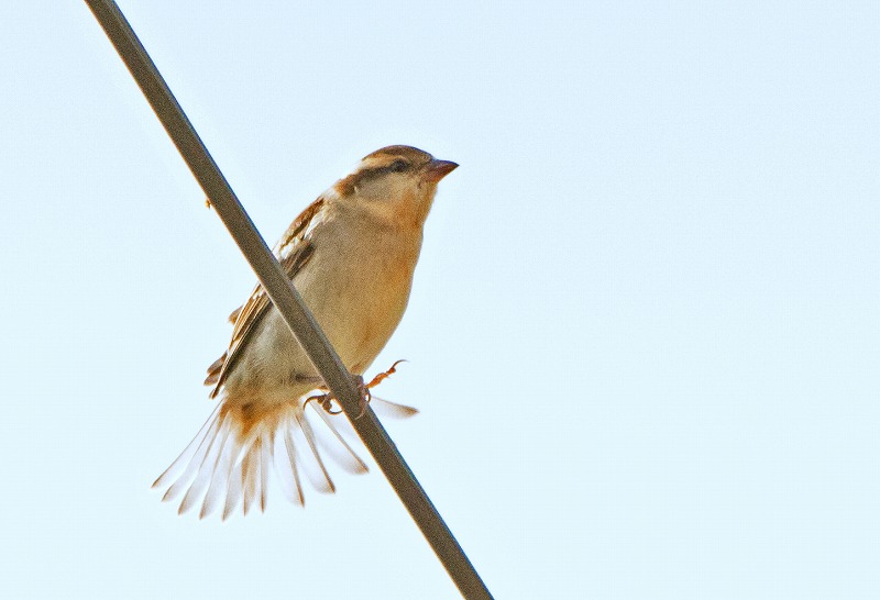 ニュウナイスズメ_e0331427_10295137.jpg