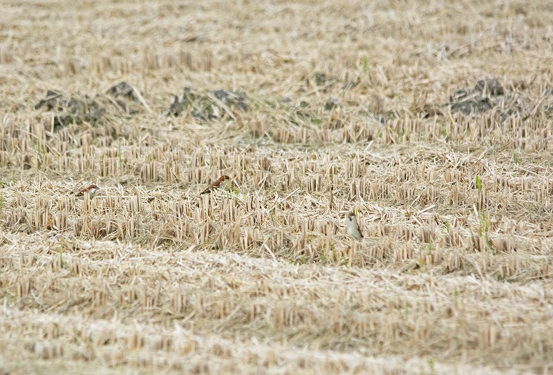 e0331427_10325285.jpg