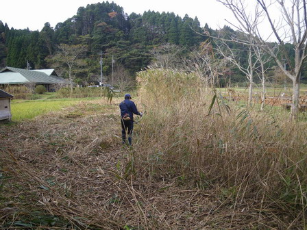 小麦の播種、アシ原の維持_a0123836_16374750.jpg