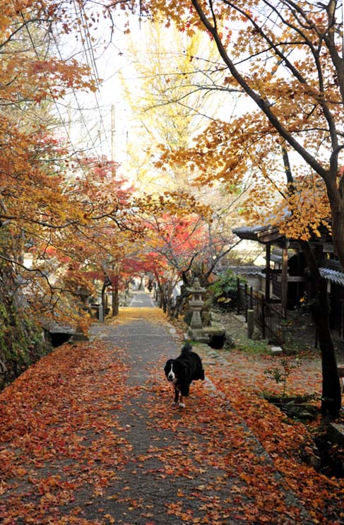 朝日が昇って、今高野山龍華寺の紅葉①・・・太鼓橋から参道へ_b0075541_1214118.jpg