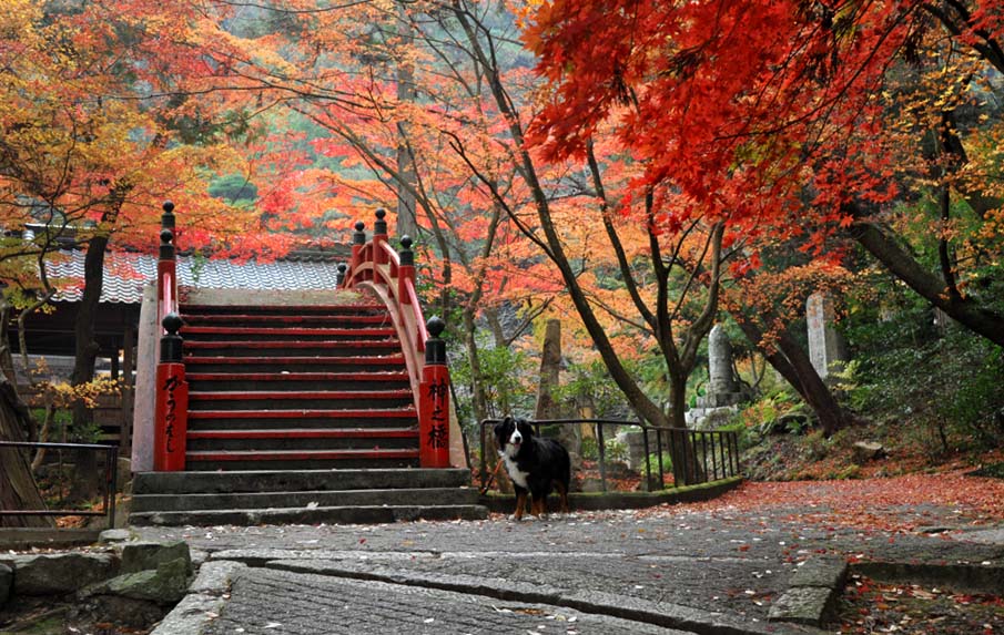 朝日が昇って、今高野山龍華寺の紅葉①・・・太鼓橋から参道へ_b0075541_12513496.jpg