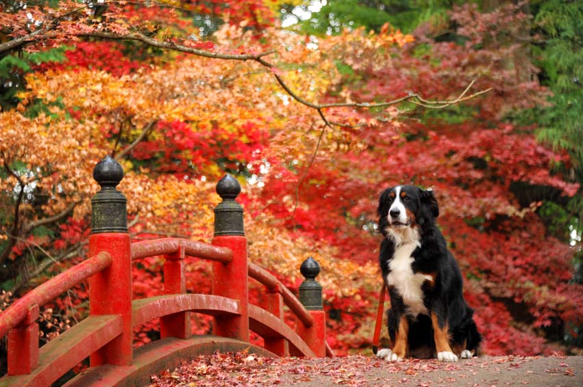 朝日が昇って、今高野山龍華寺の紅葉①・・・太鼓橋から参道へ_b0075541_13263856.jpg