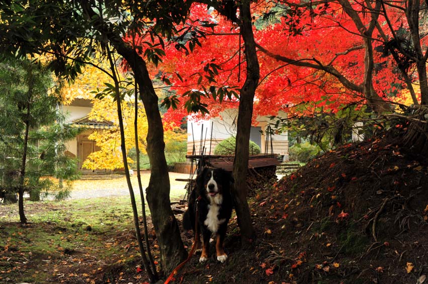 朝日が昇って、今高野山龍華寺の紅葉②・・・境内散策♪_b0075541_14231330.jpg