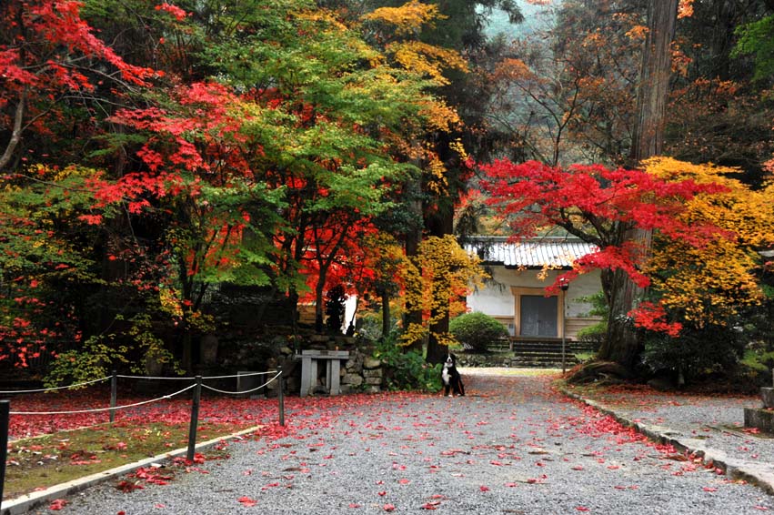 朝日が昇って、今高野山龍華寺の紅葉②・・・境内散策♪_b0075541_145116.jpg