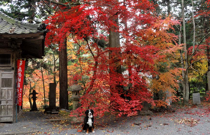 朝日が昇って、今高野山龍華寺の紅葉②・・・境内散策♪_b0075541_1455749.jpg