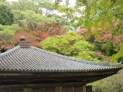 管理人のおすすめ観光ナビ(国東半島紅葉めぐり)_a0234142_2192571.jpg