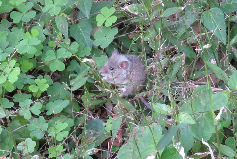 鳥と小さなネズミ_b0288942_9505210.jpg