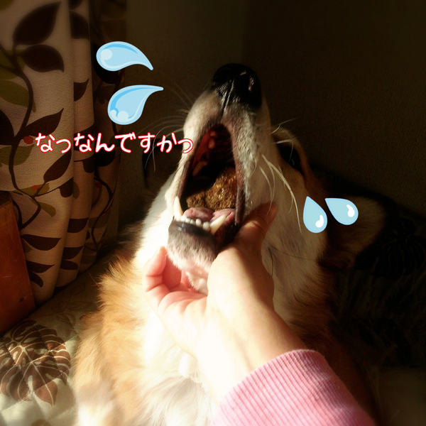 c0264744_1325333.png