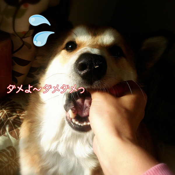c0264744_1373899.png