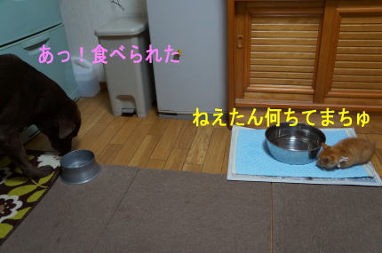 ミニトマト_d0013645_11422433.jpg