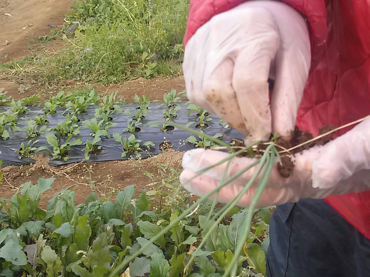 今朝は　赤玉ねぎと玉葱、エシャロットの定植です・・。雨が降らないうちに枯れ枝を燃やしました_c0222448_15073938.jpg