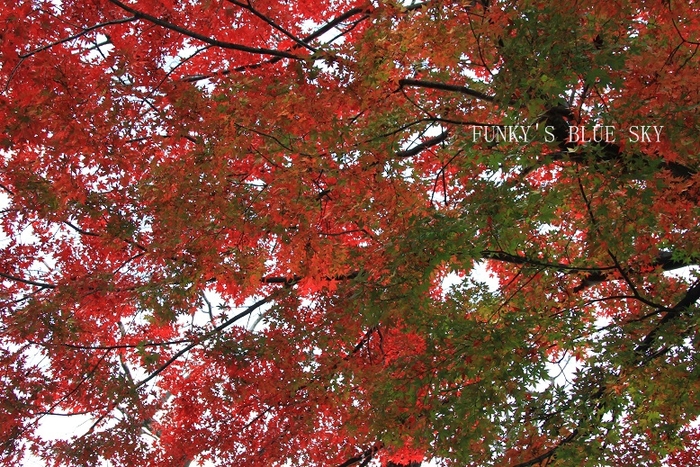 c0145250_1523141.jpg