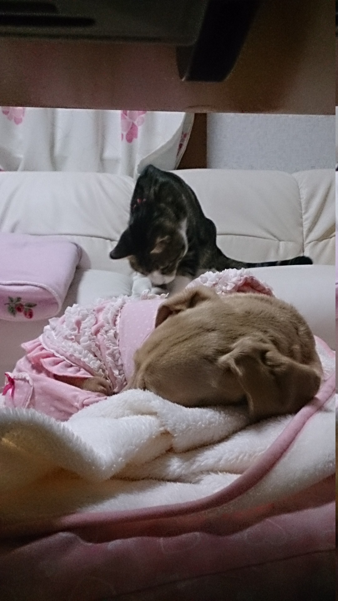 c0245751_21420875.jpeg