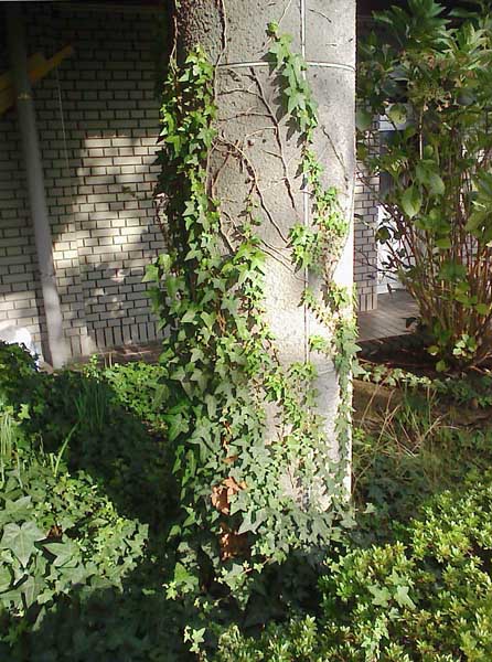コンクリート柱を登るツタ つる植物生育日記