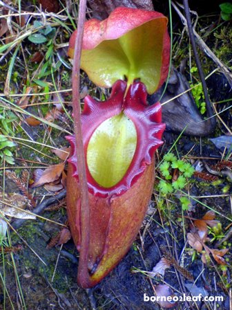 ボルネオ島の BIG 4 植物_a0132757_113658.jpg