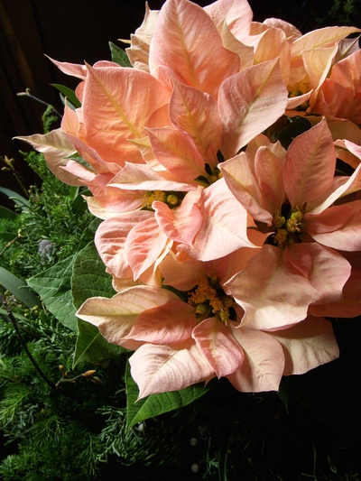クリスマスを彩るお花たち。。。_a0229658_10382381.jpg