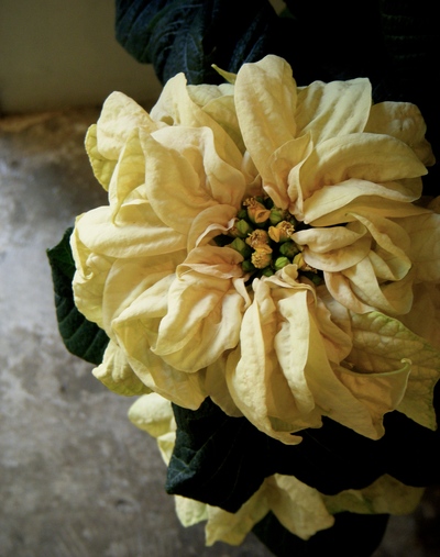 クリスマスを彩るお花たち。。。_a0229658_10463414.jpg