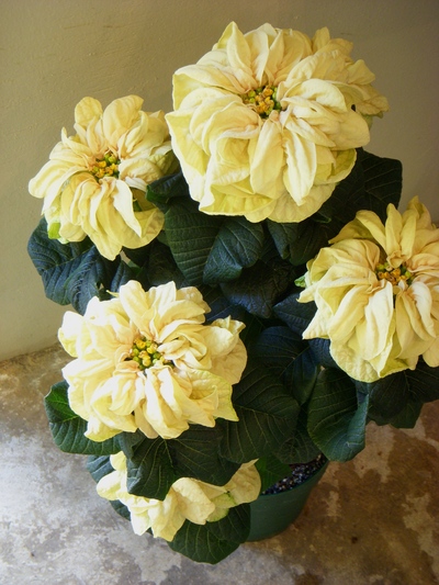 クリスマスを彩るお花たち。。。_a0229658_10533566.jpg