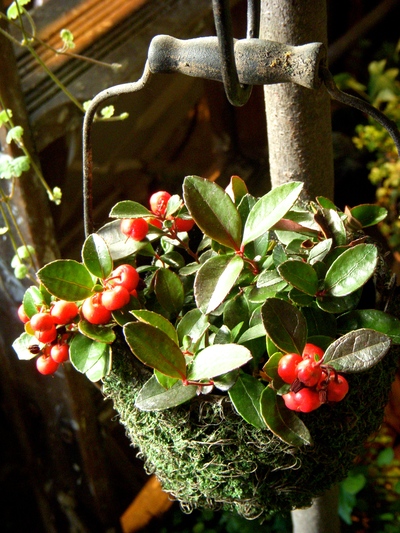 クリスマスを彩るお花たち。。。_a0229658_11105499.jpg