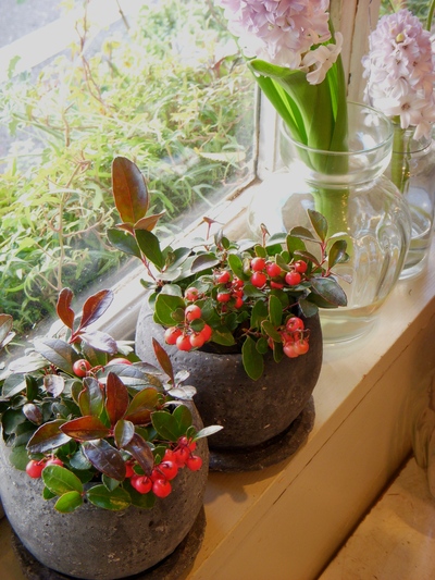 クリスマスを彩るお花たち。。。_a0229658_11152211.jpg