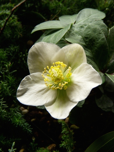 クリスマスを彩るお花たち。。。_a0229658_111811100.jpg