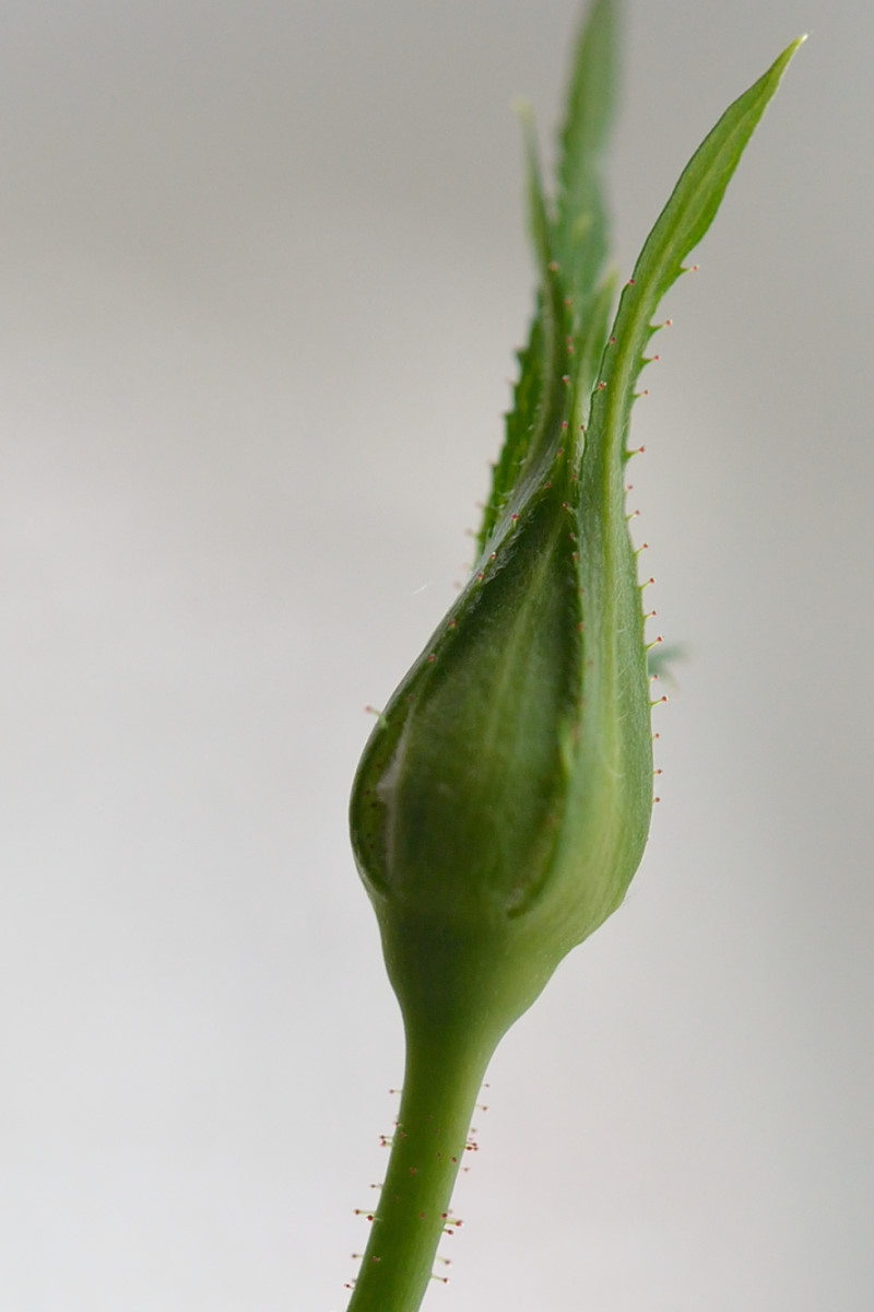 くれなゐの二尺伸びたる薔薇の芽の針 むーちゃんパパのブログ2