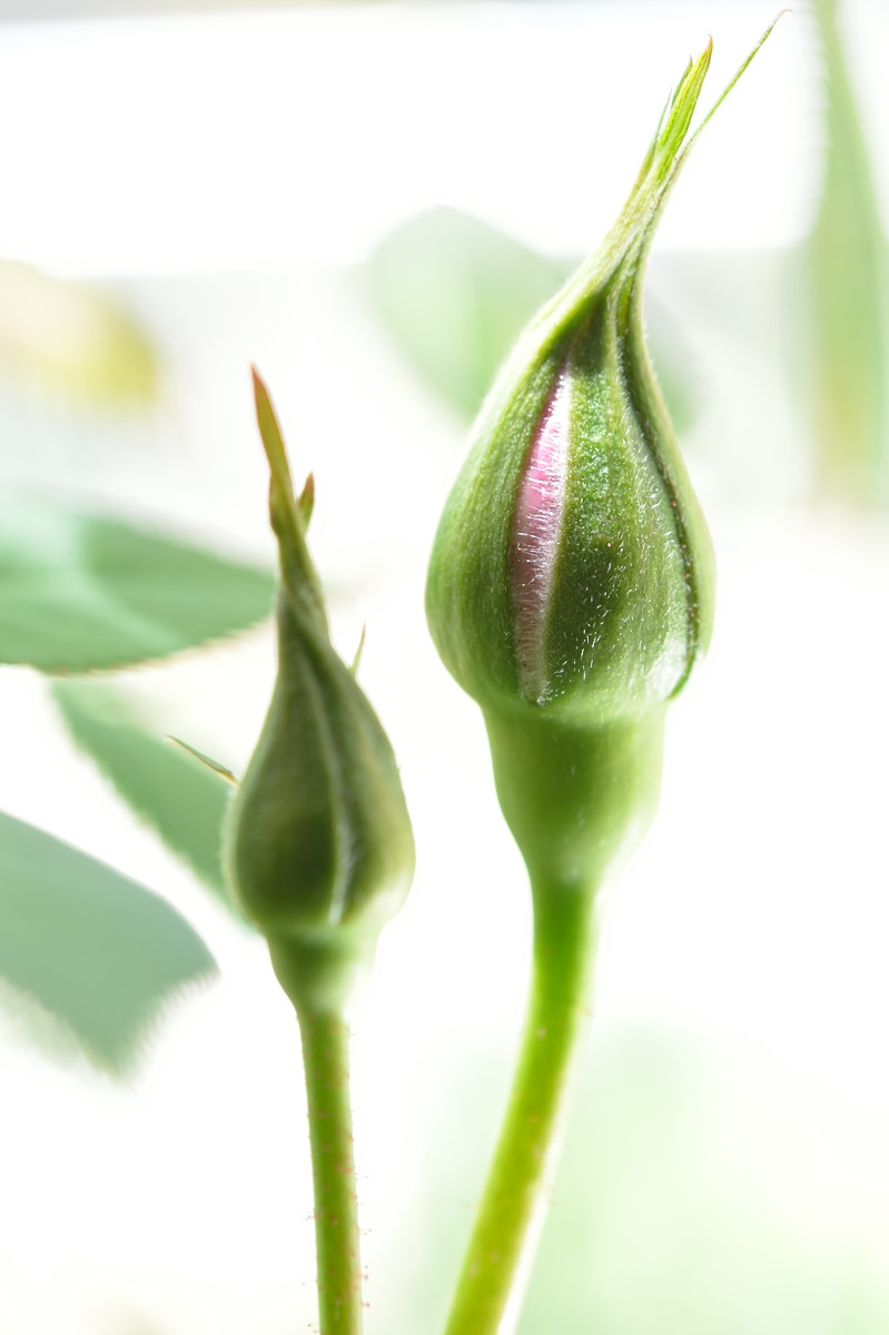 くれなゐの二尺伸びたる薔薇の芽の針 むーちゃんパパのブログ2