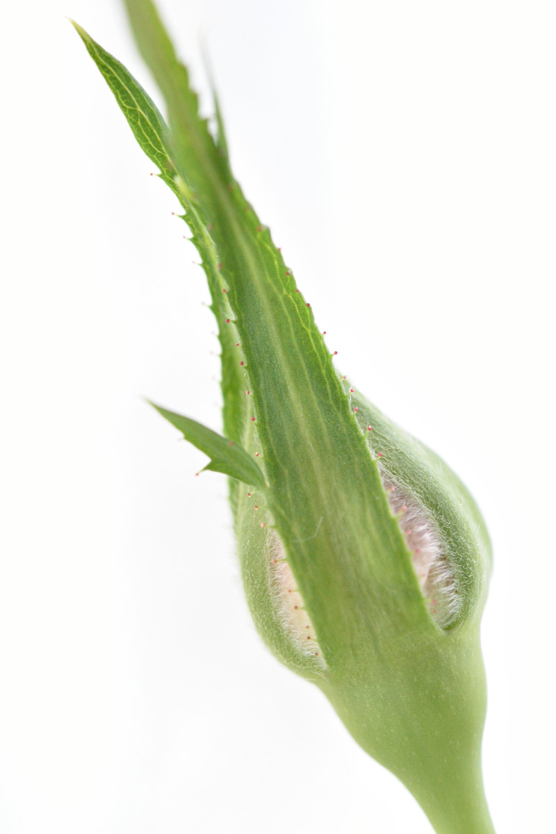 に の やわらか 芽 ない ふる 春雨 たる 二 針 の 意味 くれ の 尺 伸び の 薔薇