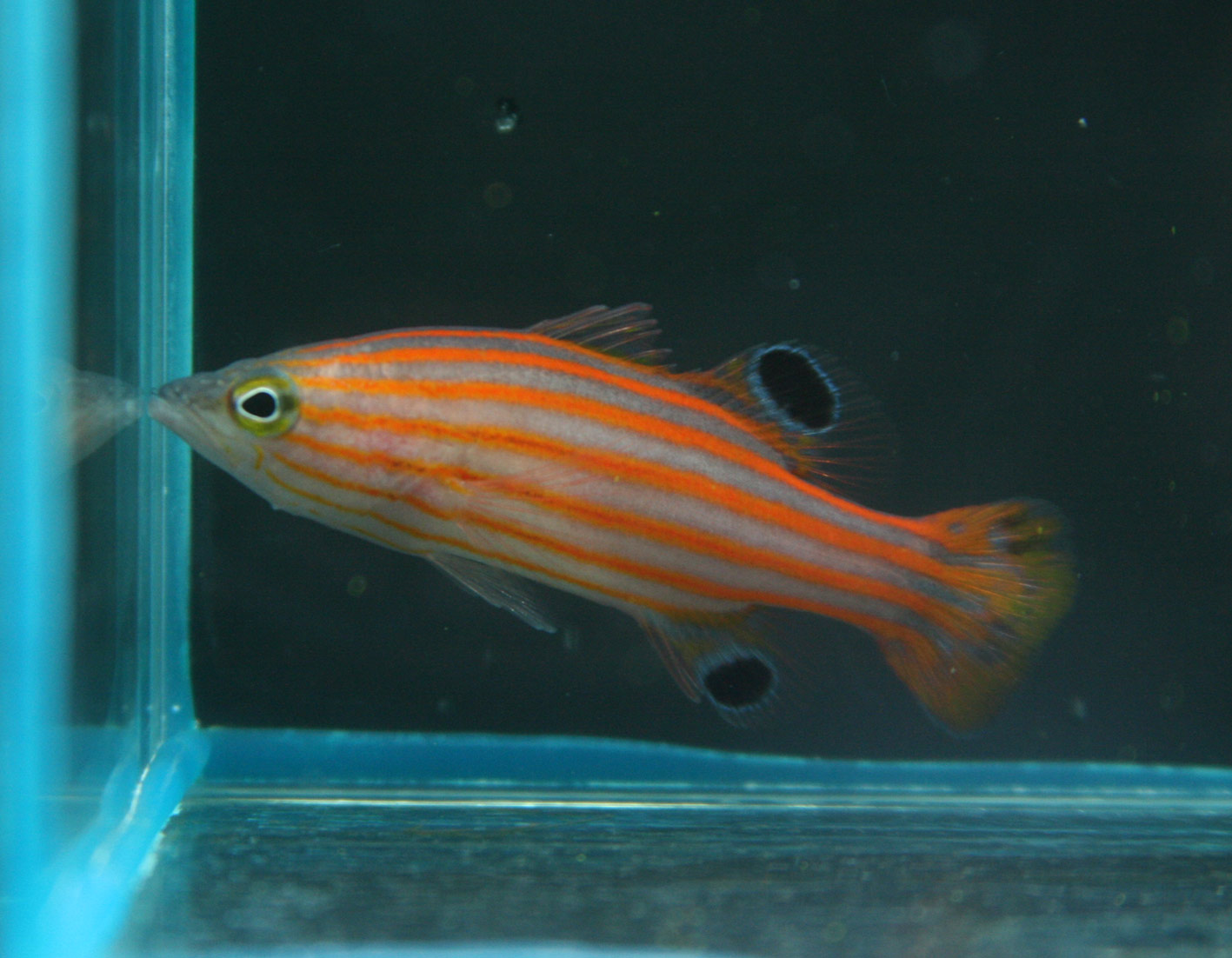 水槽設置の打ち合わせ ビーボックスアクアリウム 海水魚 サンゴ情報 水槽設置の打ち合わせ ビーボックスアクアリウム 海水魚 サンゴ情報